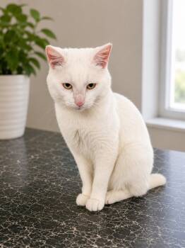 Ivan -  Domestic Short Hair Cat Available for Adoption in Marion, Indiana - Ivan | PetCurious