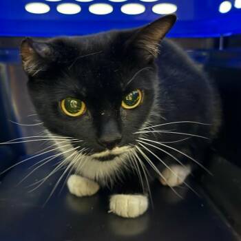 Bonita -  Domestic Short Hair Cat for Adoption in Allentown, Pennsylvania - Bonita | PetCurious