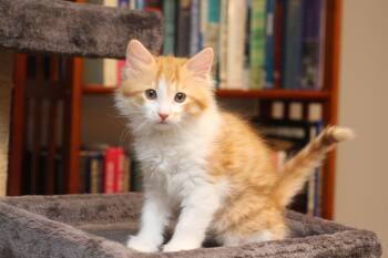 Presto -  Domestic Long Hair Cat for Adoption in Lethbridge, Alberta - Presto | PetCurious