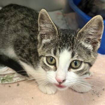 Sprite -  Domestic Short Hair Cat for Adoption in East Hanover, New Jersey - Sprite | PetCurious
