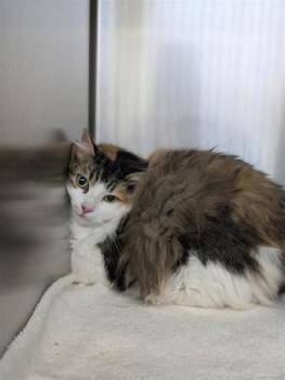 Ivy -  Domestic Long Hair and Domestic Short Hair Cat for Adoption in Montreal, Quebec - Ivy | PetCurious