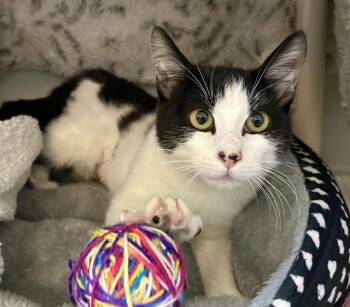 Domestic Short Hair Cats Available for Adoption in Salinas, California - AMEERA | PetCurious