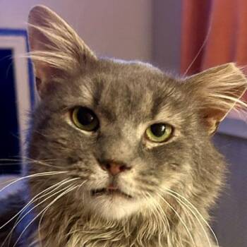Puff Daddy -  Tabby and Domestic Long Hair Cat for Adoption in Harrisburg, Pennsylvania - Puff Daddy | PetCurious