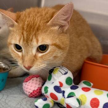Domestic Short Hair Cats Available for Adoption in Port Charlotte, Florida - Ginger | PetCurious