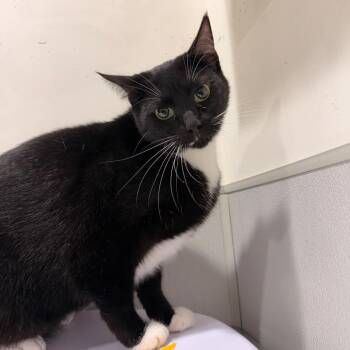 Sherlock -  Domestic Short Hair Cat for Adoption in Tampa, Florida - Sherlock | PetCurious