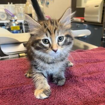 Peggy Sue -  Domestic Short Hair Cat for Adoption in Oak Brook, Illinois - Peggy Sue | PetCurious