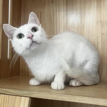 Secret -  Domestic Short Hair Cat for Adoption in Yucca Valley, California - Secret | PetCurious