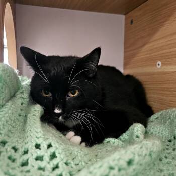 Rescue Domestic Short Hair Cats for Adoption in Laredo, Texas - Rocket | PetCurious