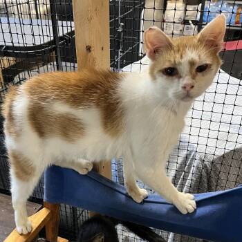 Domestic Short Hair Cats Available for Adoption in Washington, District Of Columbia - Otis | PetCurious