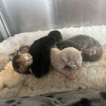 Meeko -  Domestic Medium Hair Cat for Adoption in Madisonville, Tennessee - Meeko | PetCurious