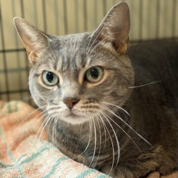 Lola -  Domestic Short Hair Cat for Adoption in Peconic, New York - Lola | PetCurious