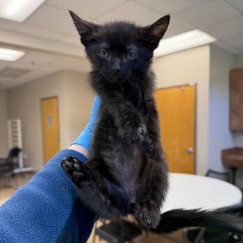 Domestic Short Hair Cats Available for Adoption in Birmingham, Alabama - Slide | PetCurious