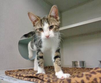 HANK AARON -  Tabby Cat for Adoption in Delhi, New York - HANK AARON | PetCurious