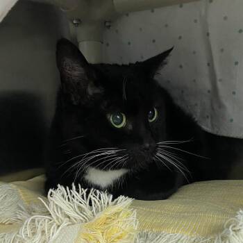 Domestic Short Hair Cats Available for Adoption in Walker, Michigan - Pepe | PetCurious