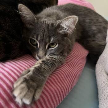 Miso - Home to Home -  Maine Coon Cat for Adoption in South Elgin, Illinois - Miso - Home To Home | PetCurious