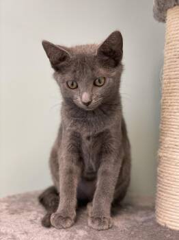 Ponyo -  Domestic Short Hair Cat for Adoption in Charles Town, West Virginia - Ponyo | PetCurious