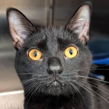 Rouge -  Domestic Short Hair Cat for Adoption in Jefferson, Wisconsin - Rouge | PetCurious