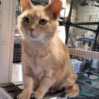 Domestic Short Hair and Tabby Cats Available for Adoption - Fernando | PetCurious