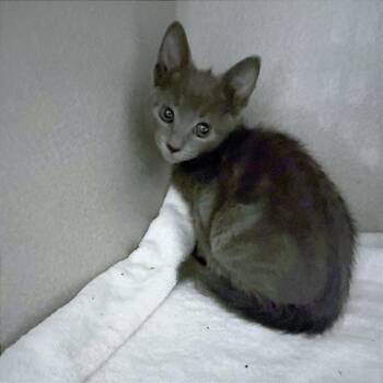 Domestic Short Hair Cats Available for Adoption in Tulsa, Oklahoma - Nora | PetCurious