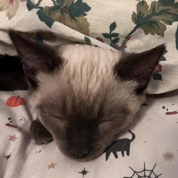 Lupine -  Siamese Cat for Adoption in Squamish, British Columbia - Lupine | PetCurious