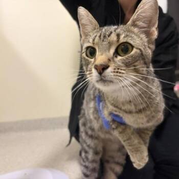 Libra -  Domestic Long Hair Cat for Adoption - Libra | PetCurious
