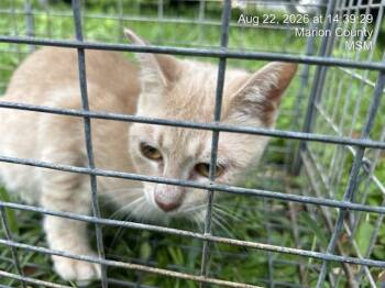 KANELLA -  Domestic Short Hair Cat for Adoption in Ocala, Florida - KANELLA | PetCurious