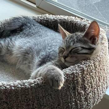 Chili Bingham -  Domestic Short Hair Cat for Adoption in Eagle Mountain, Utah - Chili Bingham | PetCurious