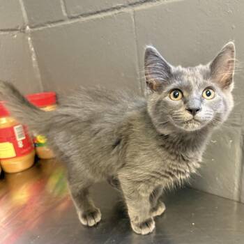 Myrtle -  Domestic Medium Hair Cat for Adoption in Tuscaloosa, Alabama - Myrtle | PetCurious