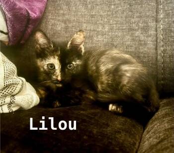 Lilou -  Tortoiseshell and Domestic Short Hair Cat for Adoption in Pasco, Washington - Lilou | PetCurious