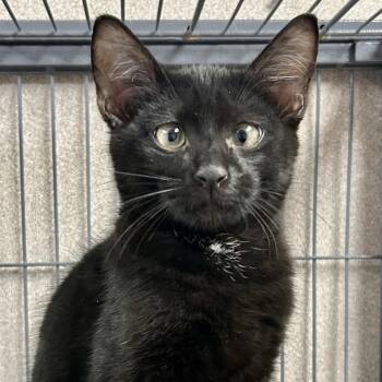 Blackberry -  Domestic Short Hair Cat for Adoption in Saint Joseph, Missouri - Blackberry | PetCurious