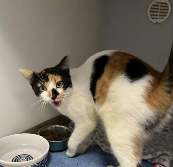 Rescue Domestic Short Hair Cats for Adoption in Palmetto, Florida - BINX | PetCurious