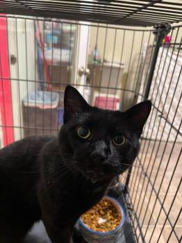 Darth Vader -  Domestic Short Hair Cat for Adoption in Winthrop, Maine - Darth Vader | PetCurious