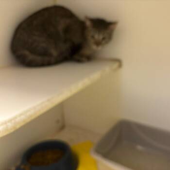 Domestic Short Hair Cats Available for Adoption in Saint Joseph, Missouri - Waffle | PetCurious
