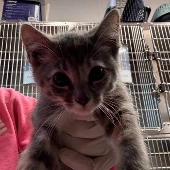 Laramie -  Domestic Short Hair Cat for Adoption in Clearwater, Florida - Laramie | PetCurious