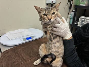 Rescue Domestic Short Hair Cats for Adoption in Pasadena, California - BUBBLES | PetCurious