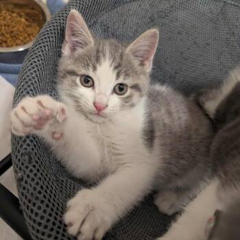 Rescue Domestic Short Hair Cats for Adoption in La Grange, Kentucky - Merlin | PetCurious