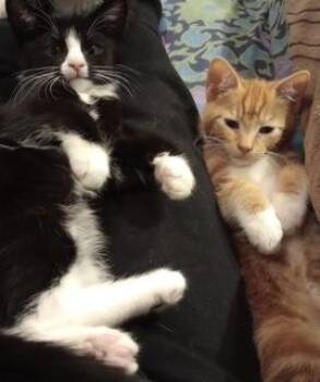 Luc and Phoenix -  Siamese Cat for Adoption in Wayland, Massachusetts - Luc And Phoenix | PetCurious