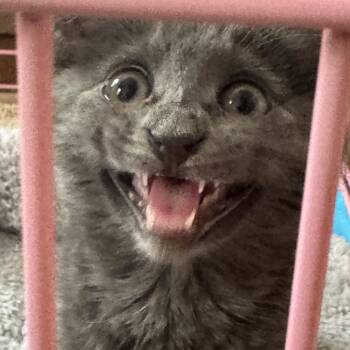Jaki from State Farm -  Domestic Medium Hair Cat for Adoption in Los Angeles, California - Jaki From State Farm | PetCurious