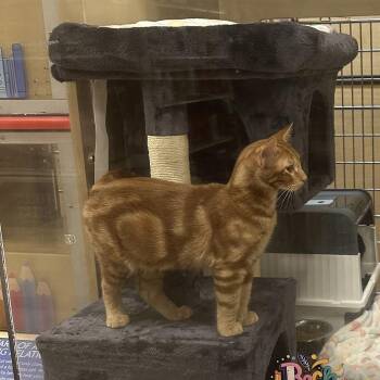 Walter -  Domestic Short Hair Cat for Adoption in Tuttle, Oklahoma - Walter | PetCurious