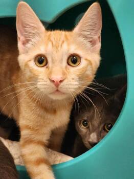 Rescue Domestic Short Hair Cats for Adoption in Sterling, Virginia - Tutu | PetCurious