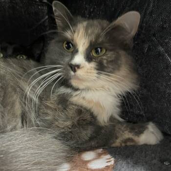 Greyson -  Dilute Calico Cat for Adoption in North Kingstown, Rhode Island - Greyson | PetCurious