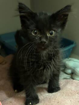 Kudzu -  Domestic Long Hair Cat for Adoption in Mason City, Iowa - Kudzu | PetCurious