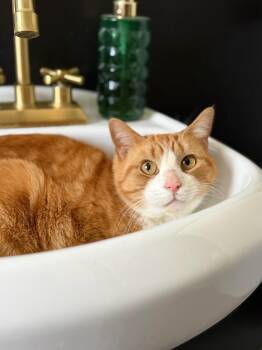 Domestic Short Hair Cats Available for Adoption - Worm | PetCurious