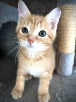 Sam -  Domestic Short Hair Cat for Adoption in Cleveland, Ohio - Sam | PetCurious