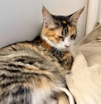 Tres Leches -  Domestic Short Hair Cat for Adoption in Fairfax, Virginia - Tres Leches | PetCurious