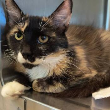 Autumn -  Domestic Long Hair Cat for Adoption in Weaverville, California - Autumn | PetCurious