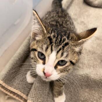 Domestic Short Hair Cats Available for Adoption - Wimbles | PetCurious