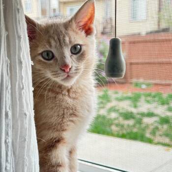 Domestic Medium Hair Cats Available for Adoption in Denver, Colorado - Roger Rabbit (Chicken) | PetCurious