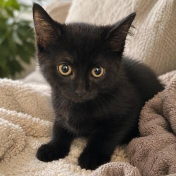 Spade -  Domestic Short Hair Cat for Adoption in NEW PT RICHEY, Florida - Spade | PetCurious