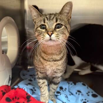 Rescue Domestic Short Hair Cats for Adoption in Jacksboro, Tennessee - Nutter Butter | PetCurious